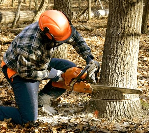 Tree Removal in Lawrence, MA